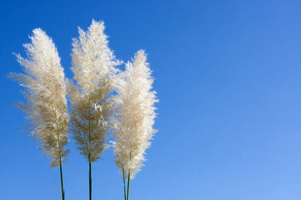 stock image Plumes Of Pampas Grass