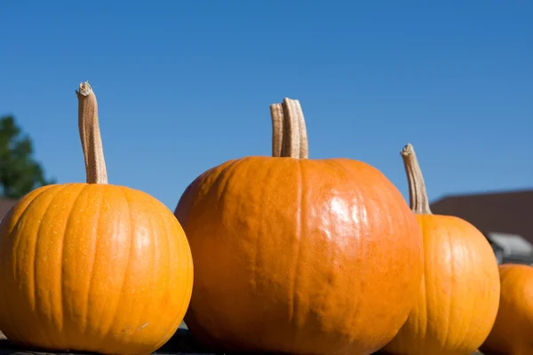 stock image Pumpkins