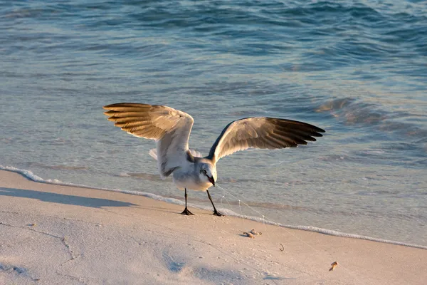 Seagull verstrikt in de visserij-lijn — Stockfoto