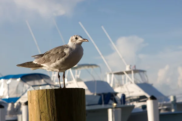 Seagull On Piling — Stock Photo, Image