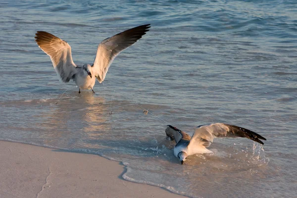 Две чайки борются на рыболовной линии — стоковое фото