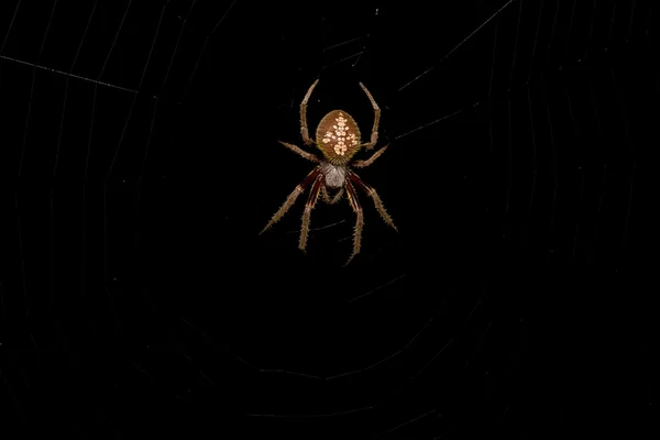 Τριχωτό αράχνη — Φωτογραφία Αρχείου