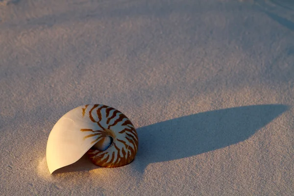 stock image Nautilus Shell In Sand
