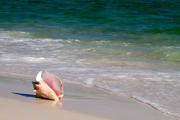 stock image Queen Conch In Surf
