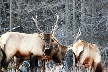 Elk