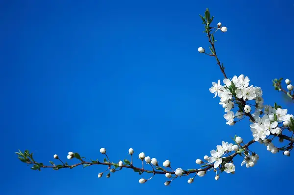 stock image Spring blooming