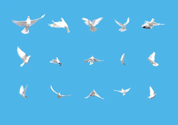 Flying white doves Stock Photos, Royalty Free Flying white doves Images ...