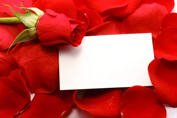 Τριαντάφυλλο και το μήνυμα σε ένα πέταλα. φόντο — Φωτογραφία Αρχείου