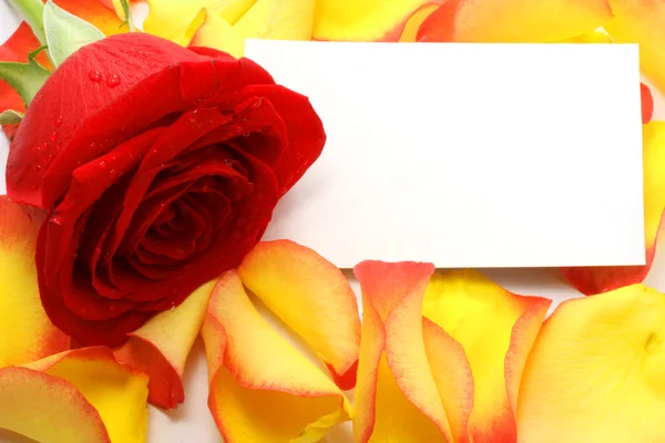 Rose ve yaprakları bir mesaj. arka plan — Stok fotoğraf