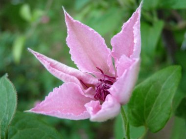 Pembe Clematis.