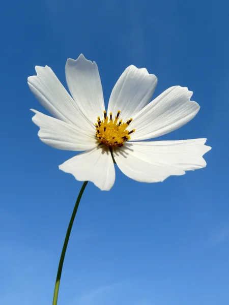 stock image Flower of white cosmos