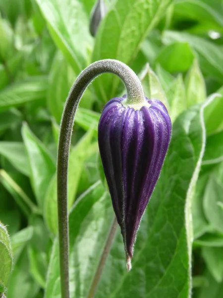 stock image Violet clematis bud