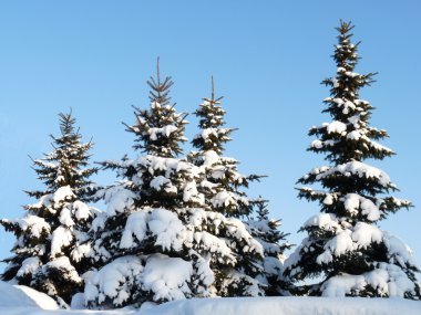 Winter fir-trees clipart