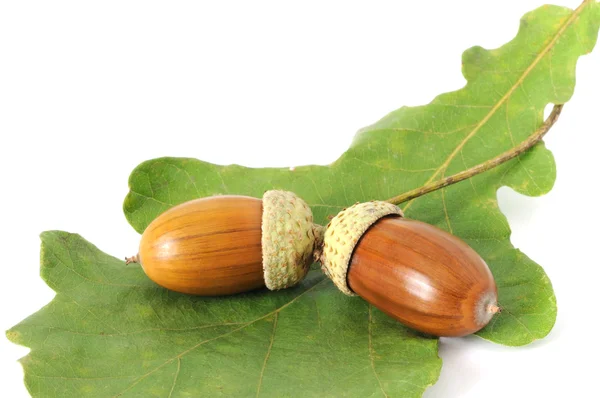 Two acorns on the leaf — Φωτογραφία Αρχείου