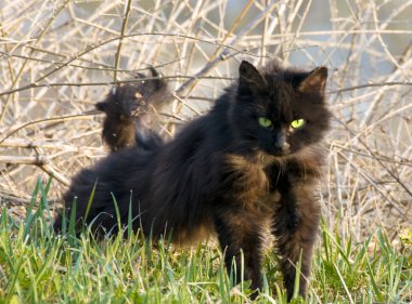 Kedi otu agresif bir görünüm ile