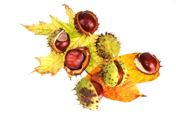 Chestnuts in peel on leaves — Stock Photo, Image