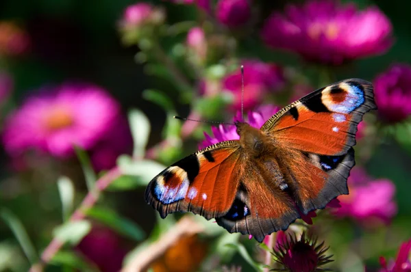 Butterfly with eyes on winds — Stock Photo, Image