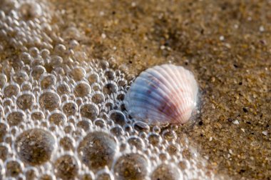 Shell covered by wave with bubbles clipart