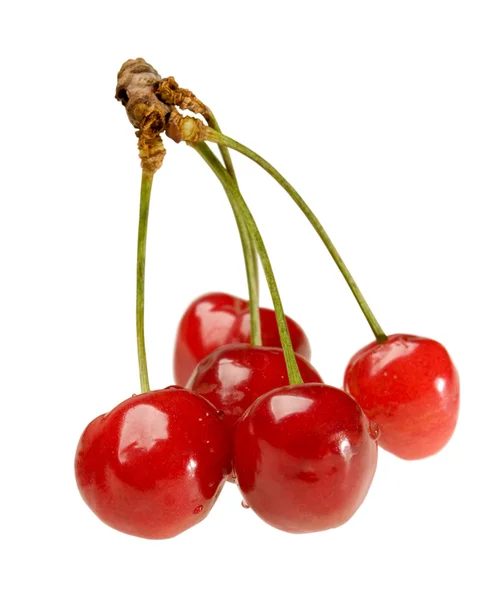 Five cherry on sprig — Stock Photo, Image