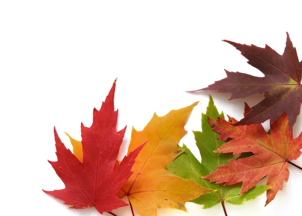 Herbstlicher Rahmen aus farbigen Blättern — Stockfoto