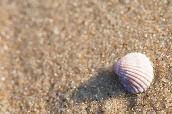 在沙子上，贝壳的宏 — 图库照片