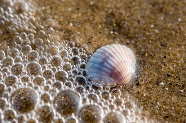 Shell covered by wave with bubbles — Stock Photo, Image