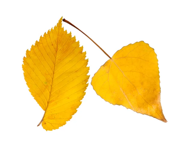 Две осенние листья — стоковое фото