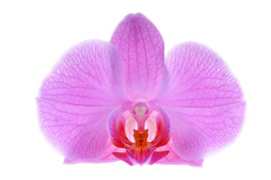 Close-up pink orchid clipart