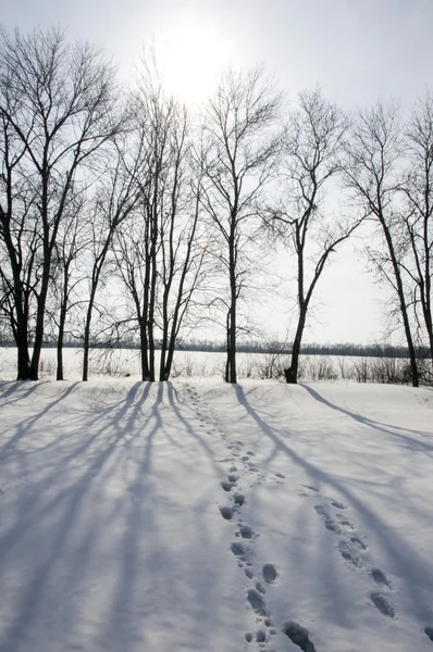 Snowy Lane — Zdjęcie stockowe