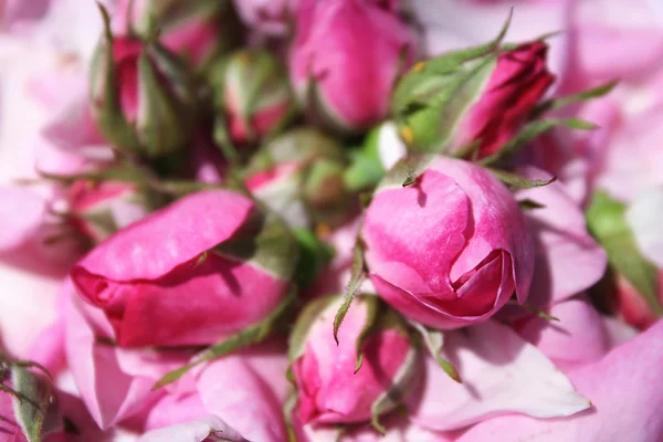 stock image Bright pink