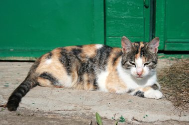 kedi kapıları yalan