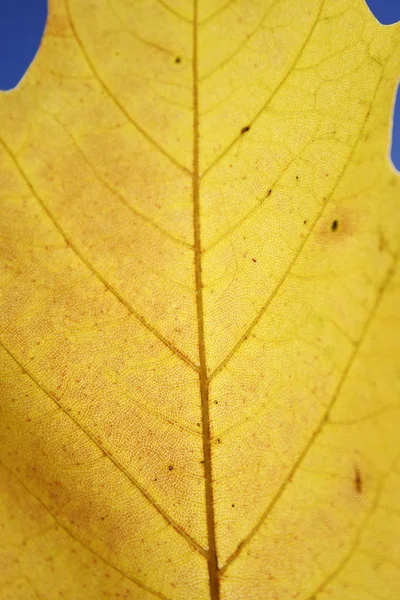 Folha macro amarela — Fotografia de Stock