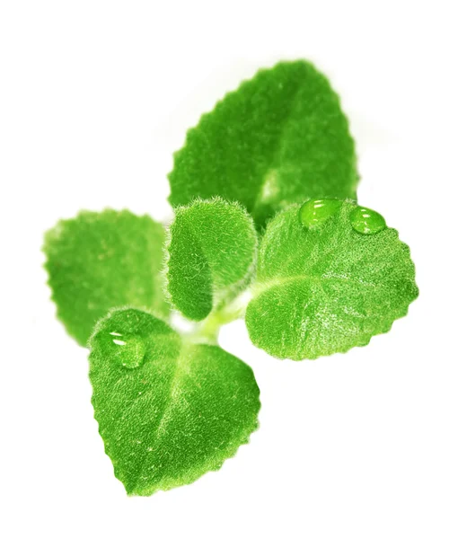 Small green plant — Stock Photo, Image