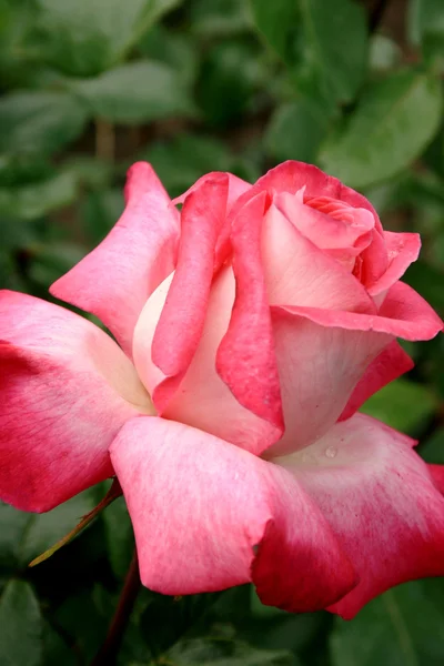 Sort of rose — Stock Photo, Image