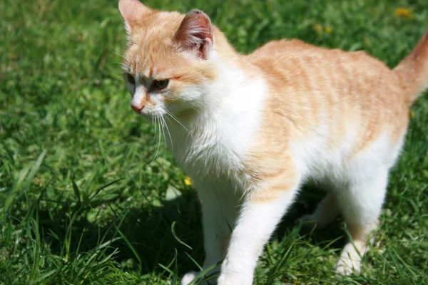 stock image Cat on the grass