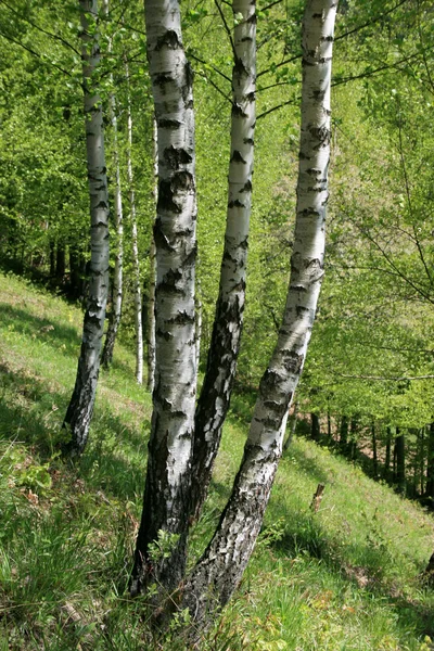 Małe Drewno brzozowe — Zdjęcie stockowe