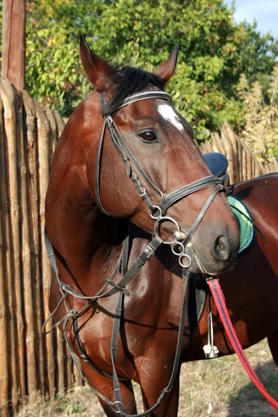 Лошадь стоит рядом с конюшней — стоковое фото
