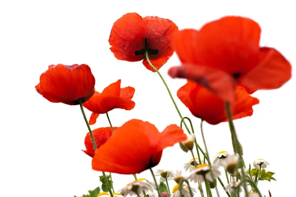 Poppy in spring with white background — Stock Photo, Image