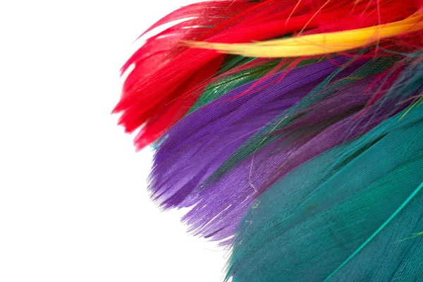 stock image Colorful parrot feather background