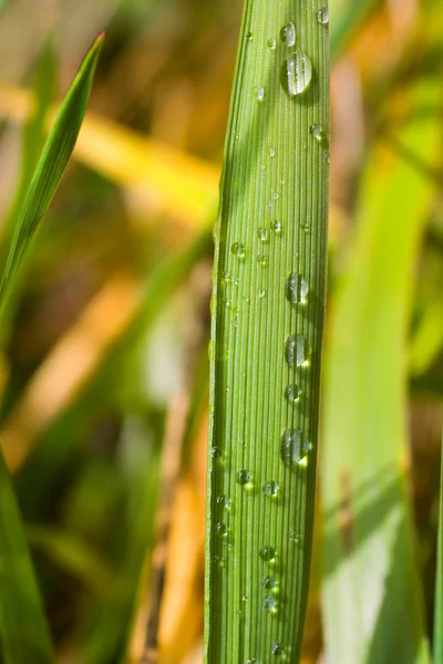 Vízcseppek a növénylevélen — Stock Fotó