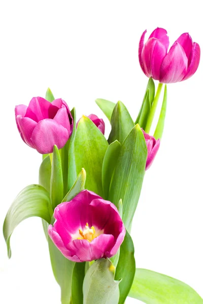 Bando de belas flores da primavera — Fotografia de Stock
