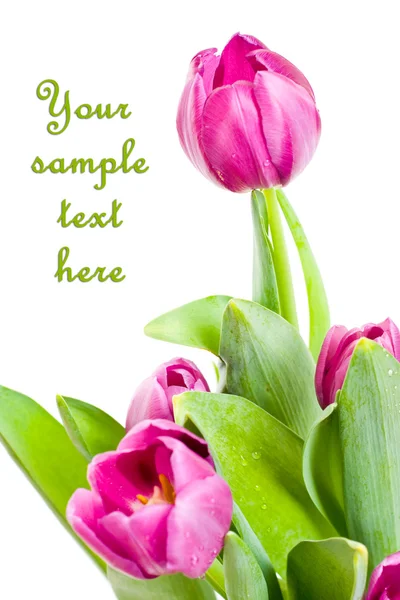 Bunch of beautiful spring flowers — Stock Photo, Image