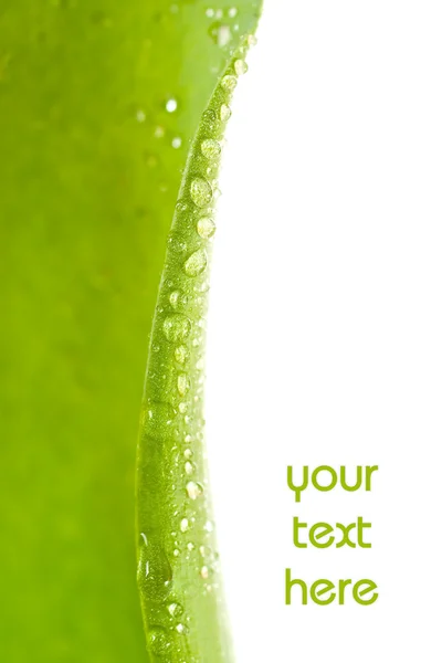 Water drops on plant leaf — Stock Photo, Image