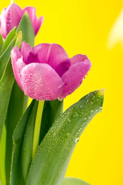 Куча красивых весенних цветов — стоковое фото