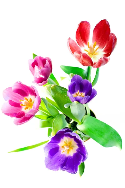 Bunch of beautiful spring flowers — Stock Photo, Image