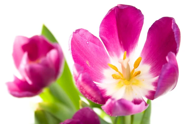 Букет красивих весняних квітів — стокове фото