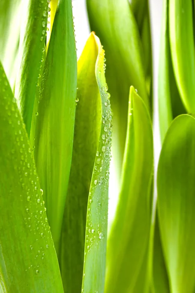 Wassertropfen auf Pflanzenblatt — Stockfoto