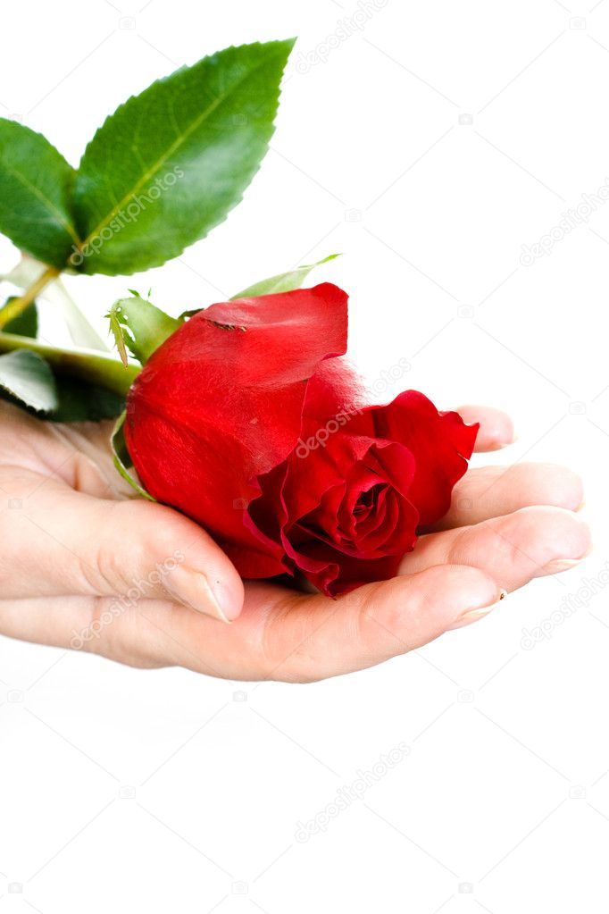 Flower in a Hand