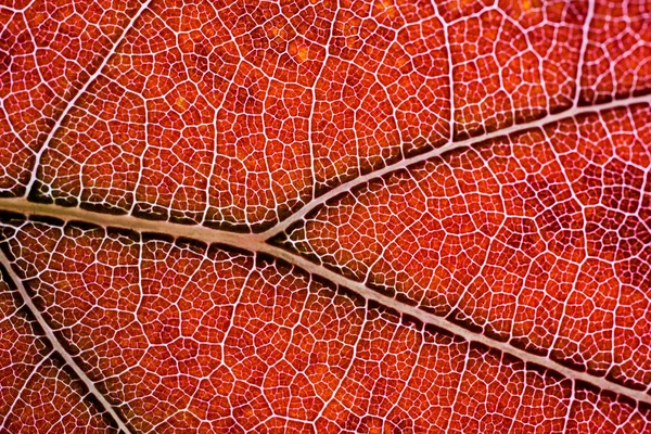 Extrem närbild av ett löv — Stockfoto