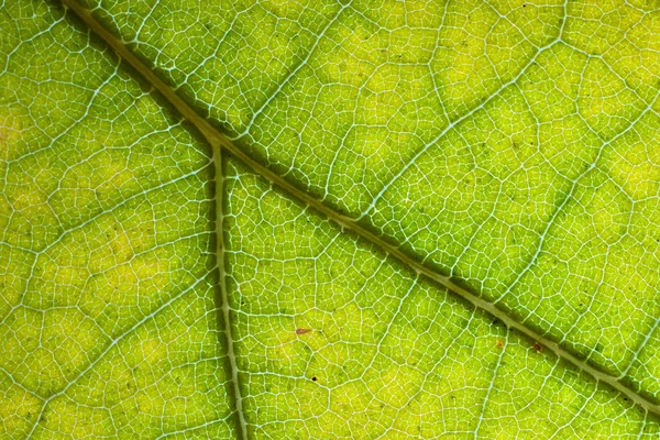 잎의 극단적인 근접 촬영 — 스톡 사진